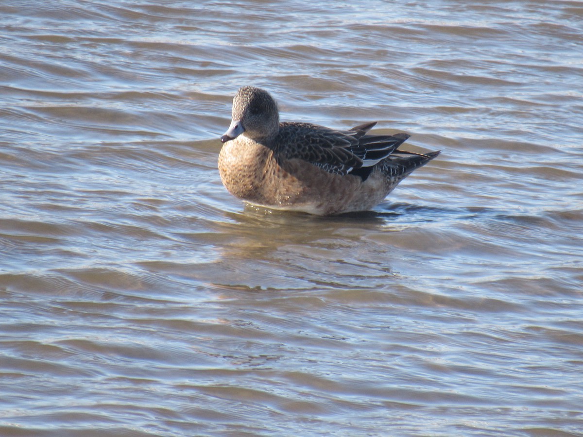 American Wigeon - ML614986668