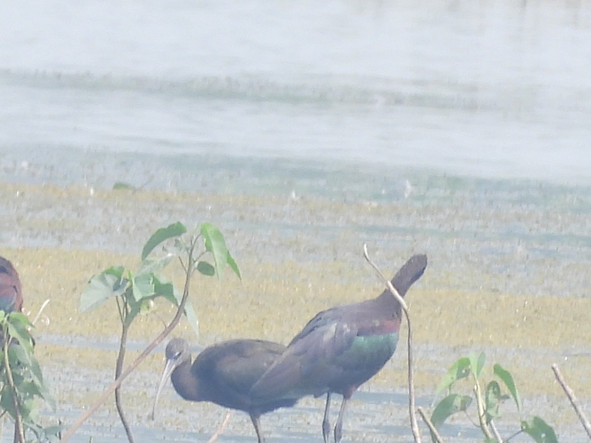 Glossy Ibis - ML614986746