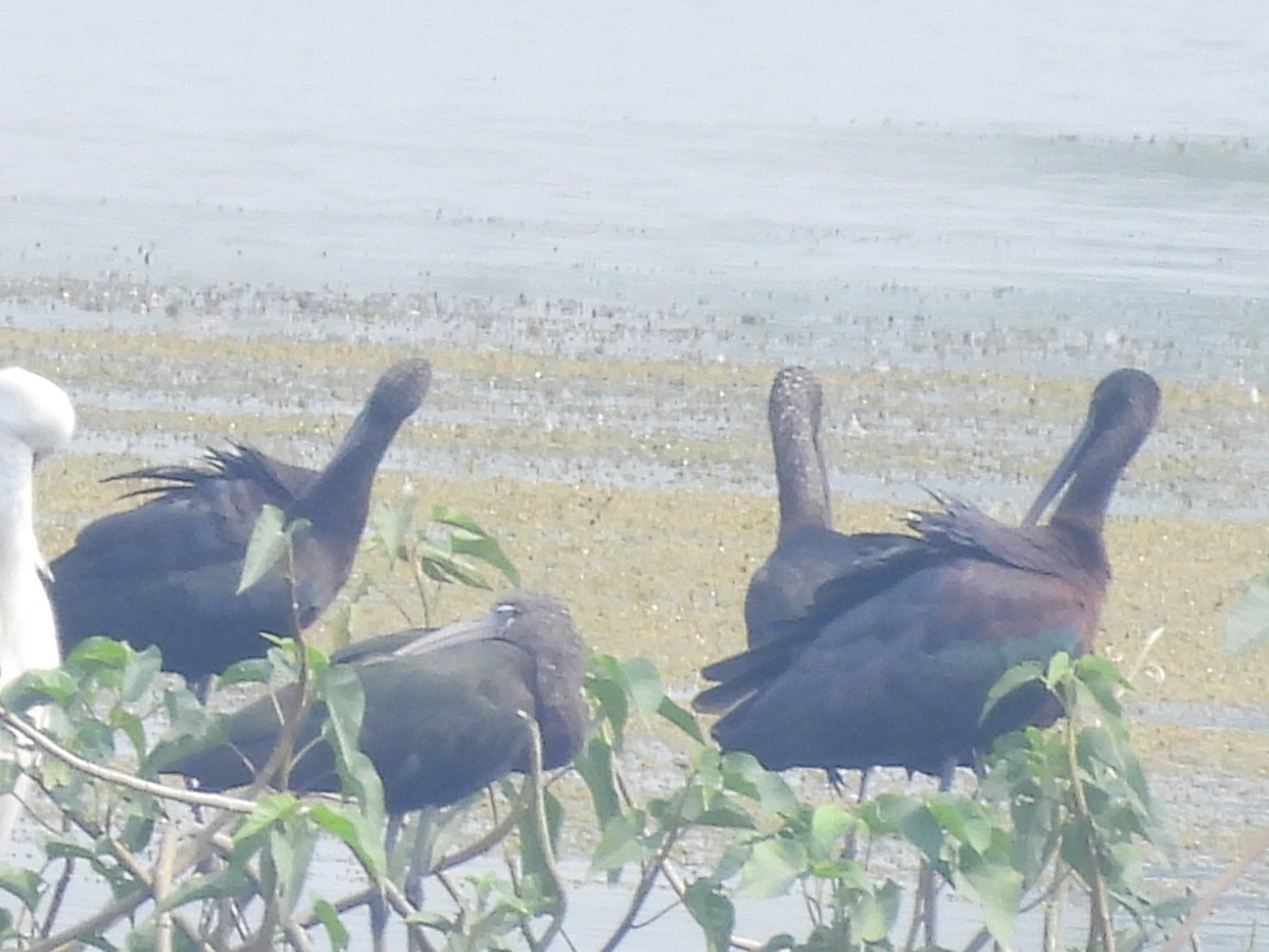 Glossy Ibis - ML614986753