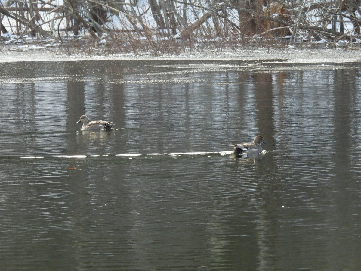 Gadwall - ML614986764