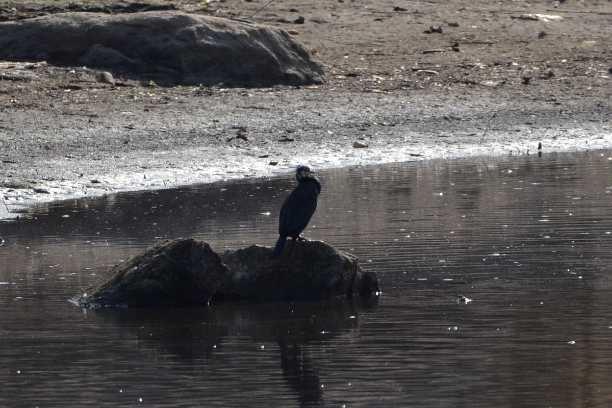 Great Cormorant - ML614986793