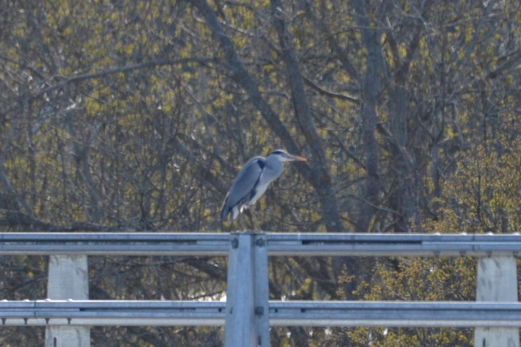 Gray Heron - ML614986803