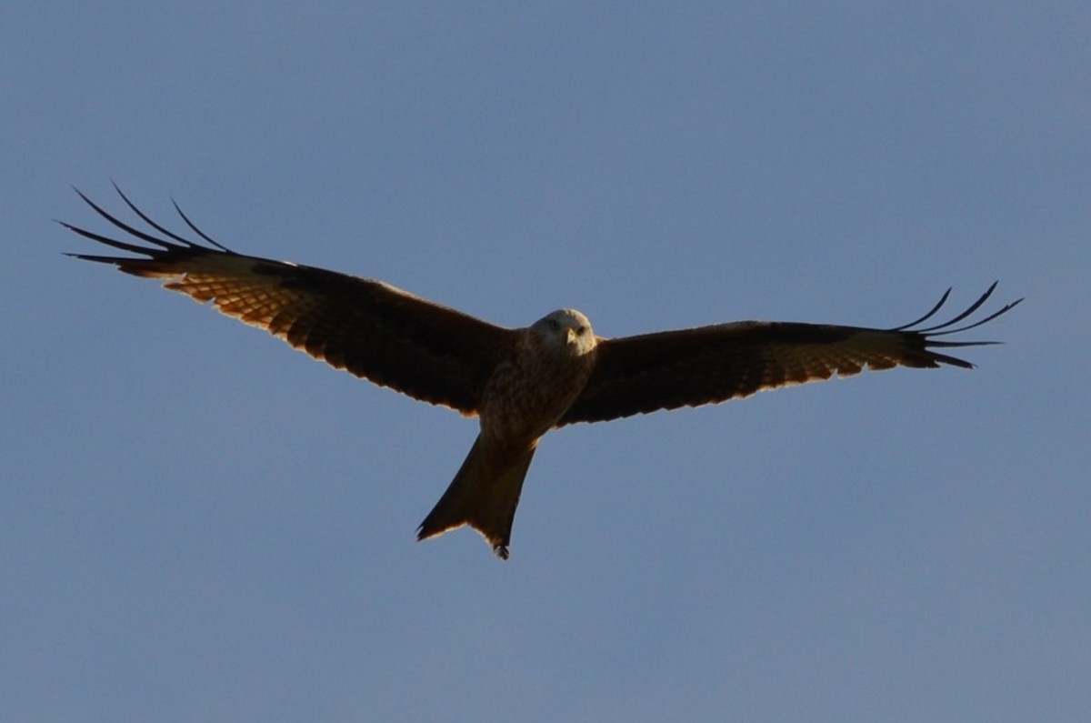 Red Kite - Andrés Martínez