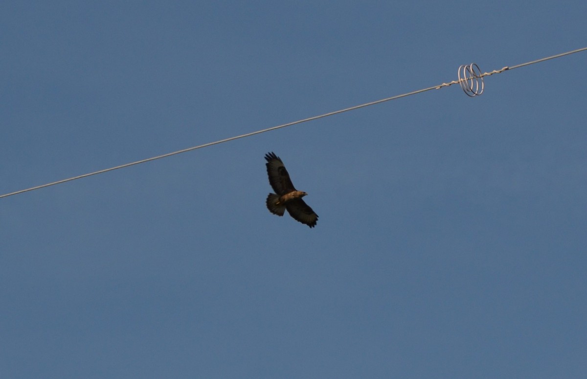 Common Buzzard - ML614986822