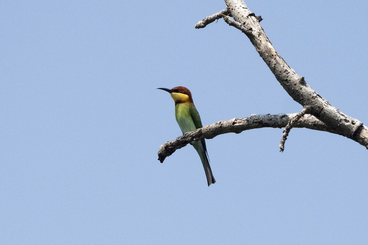 Chestnut-headed Bee-eater - ML614986825