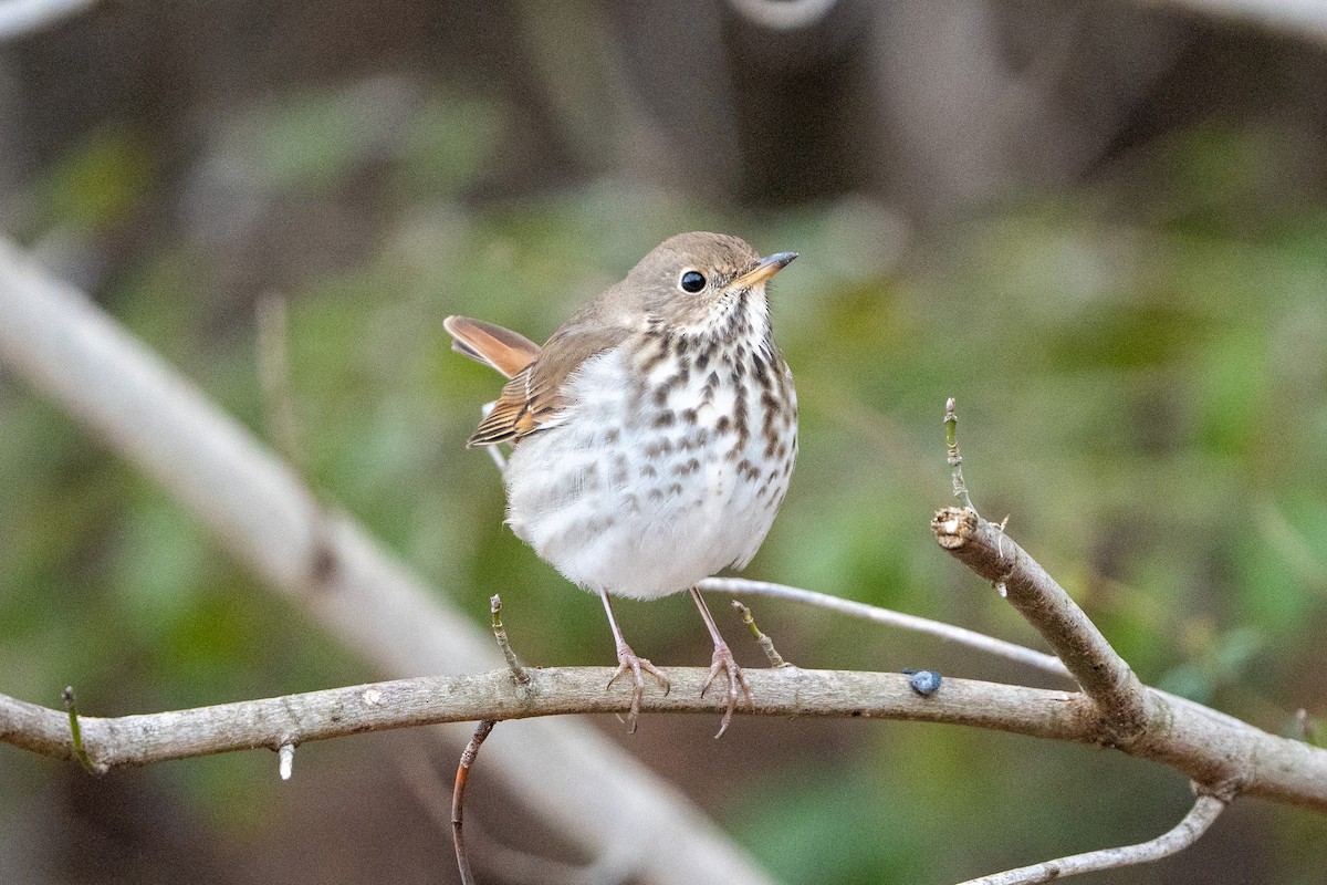 Hermit Thrush - ML614986850