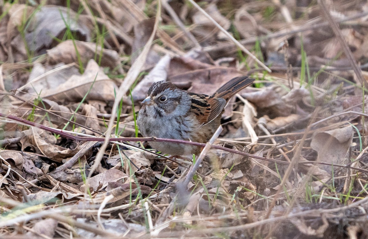 Swamp Sparrow - ML614986859