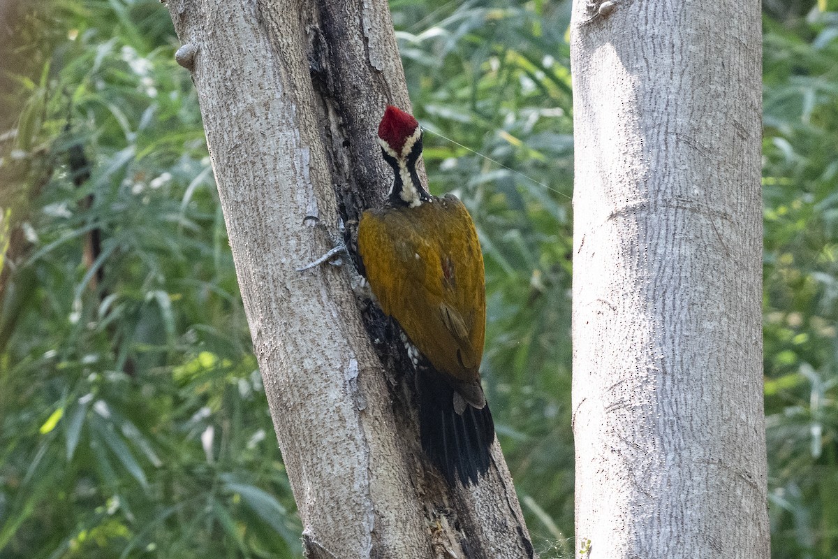 Greater Flameback - ML614986860