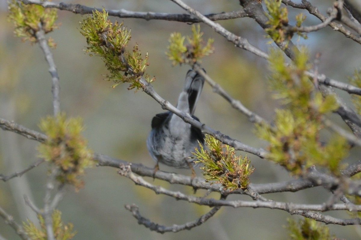 Curruca Cabecinegra - ML614986902