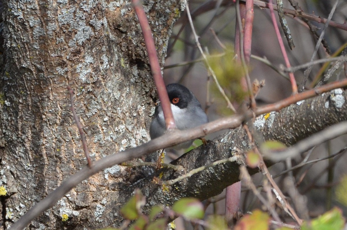 Sardinian Warbler - ML614986905