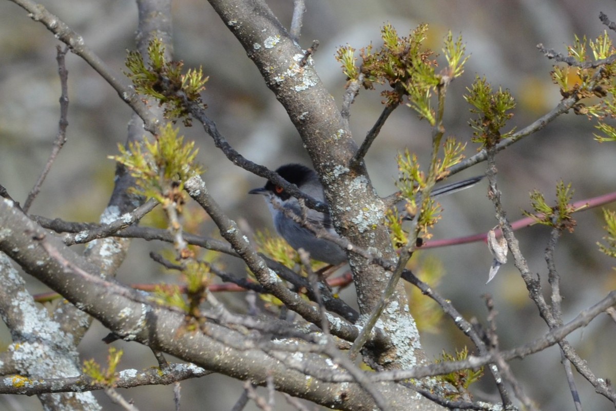 Curruca Cabecinegra - ML614986906