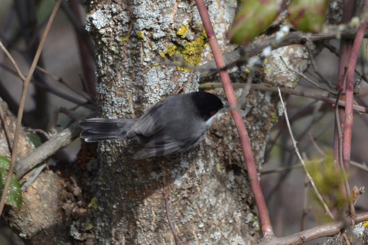 Curruca Cabecinegra - ML614986907