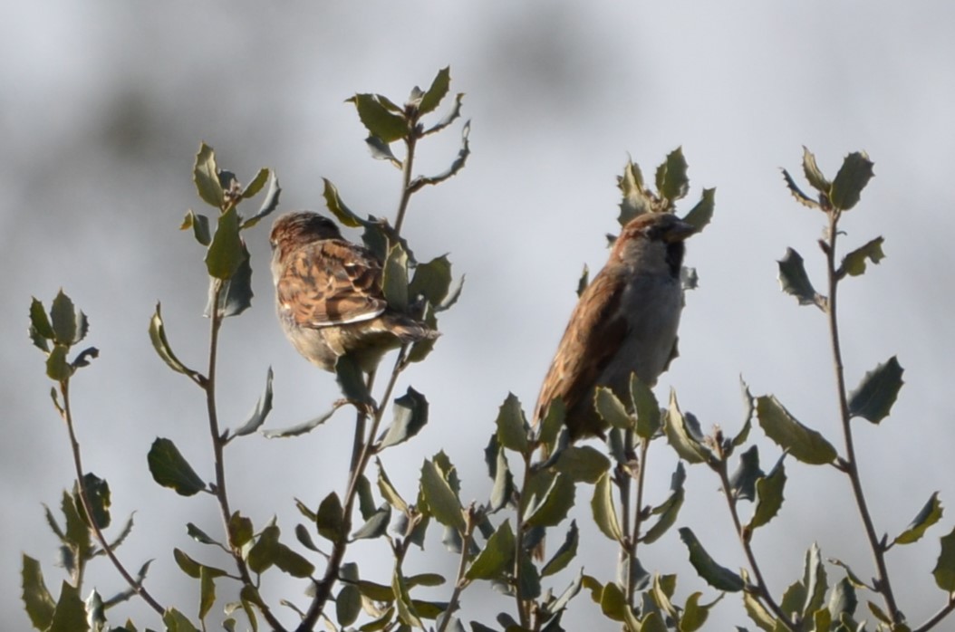 Moineau domestique - ML614986927