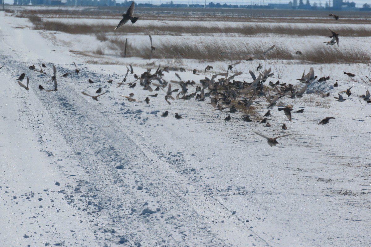 Horned Lark - ML614986976