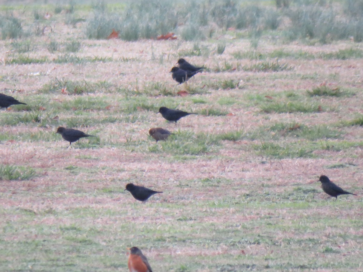 Rusty Blackbird - ML614987000