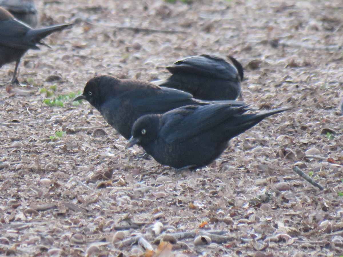 Rusty Blackbird - ML614987004