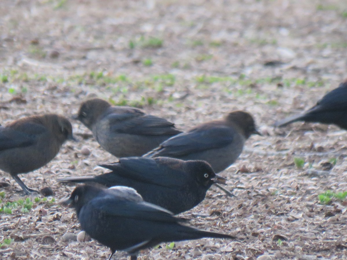 Rusty Blackbird - ML614987006