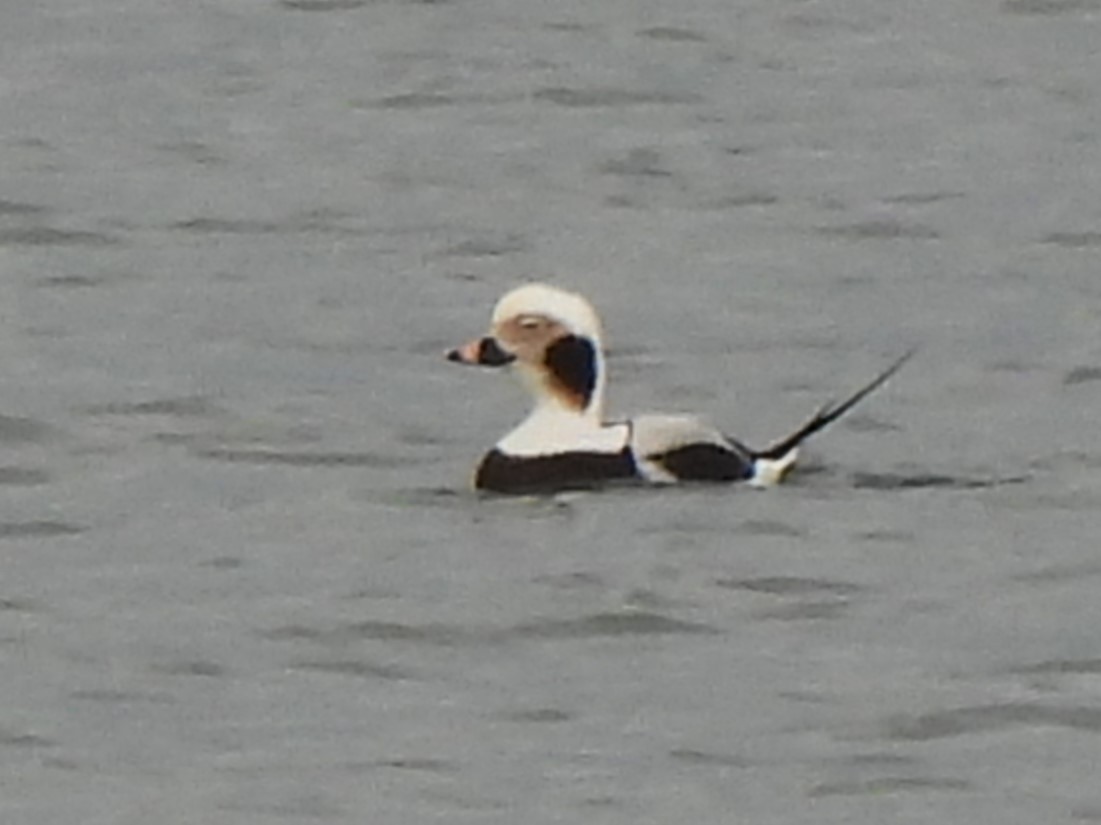 Long-tailed Duck - ML614987060