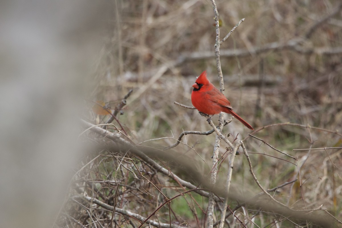 Northern Cardinal - ML614987099