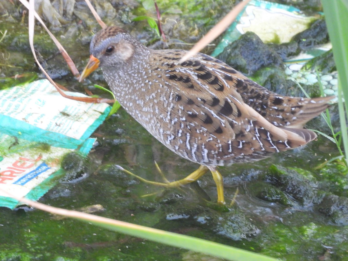 Spotted Crake - ML614987104