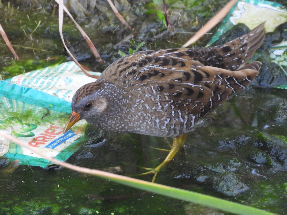 Spotted Crake - ML614987105