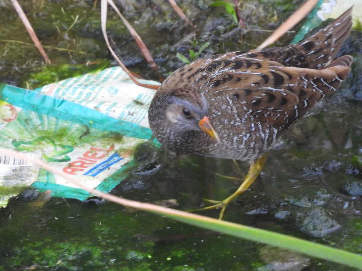 Spotted Crake - ML614987106