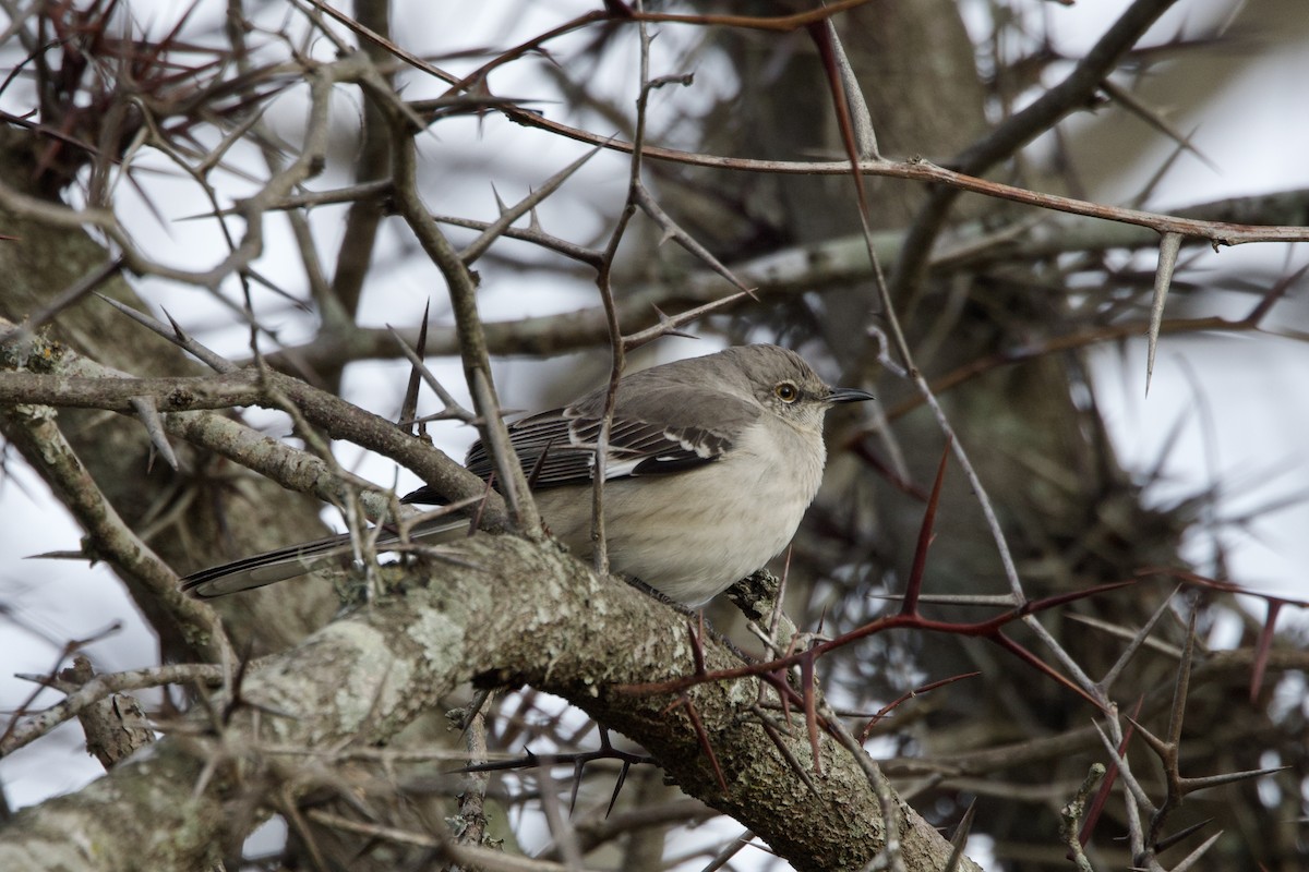 Northern Mockingbird - ML614987177