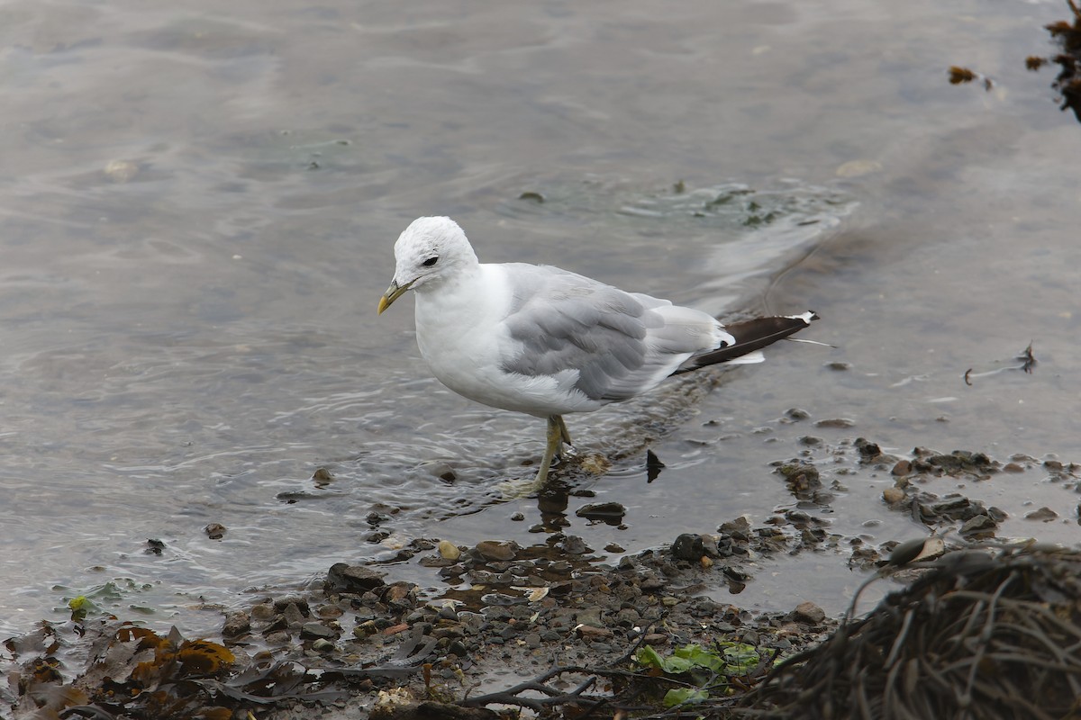 Common Gull - Rene Ritsema