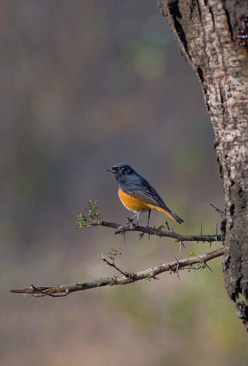 Black Redstart - ML614987184