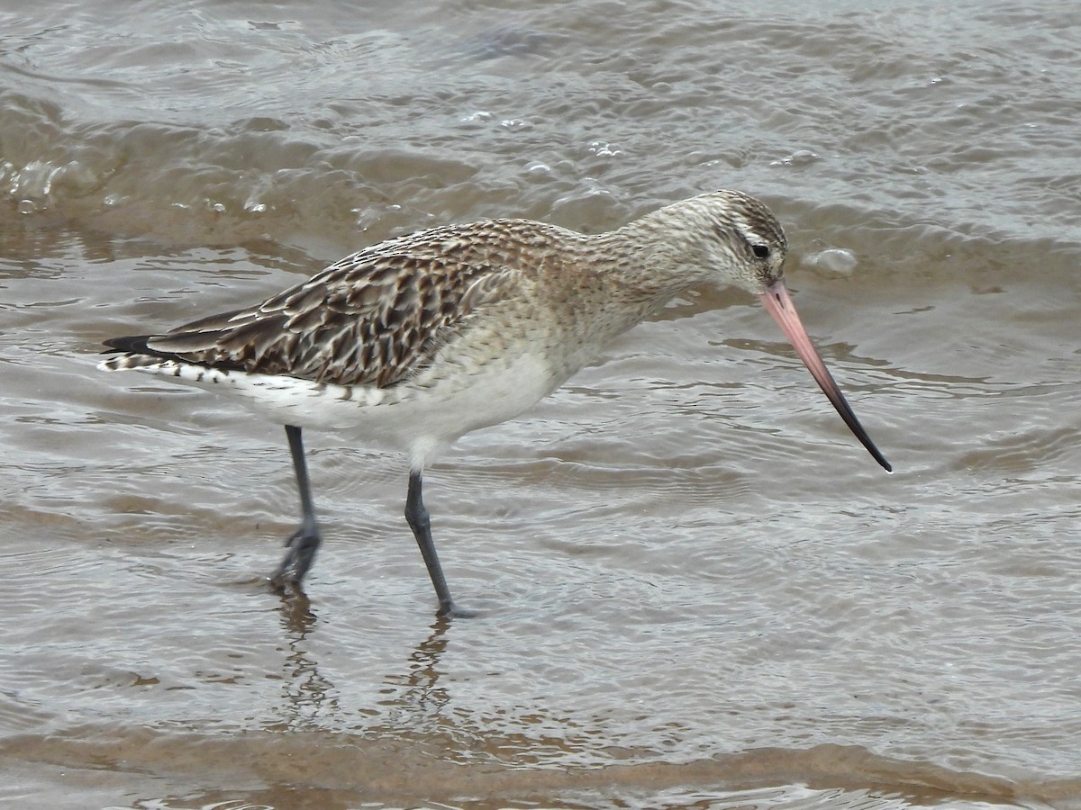 Bar-tailed Godwit (European) - ML614987204