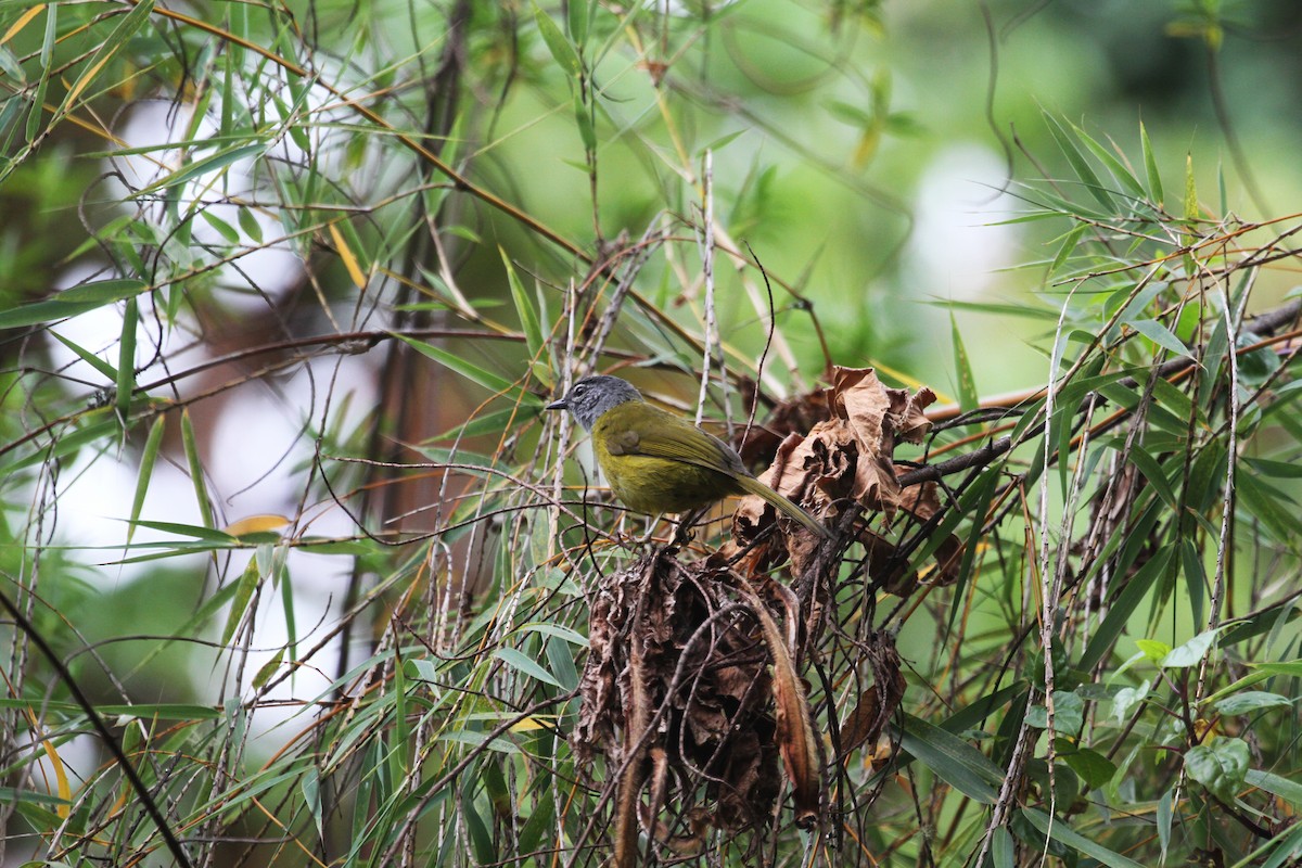 Eastern Mountain Greenbul - ML614987232