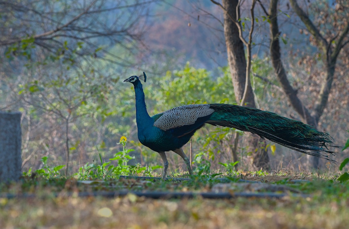 Indian Peafowl - ML614987236