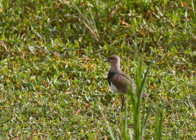 Southern Lapwing - ML614987250