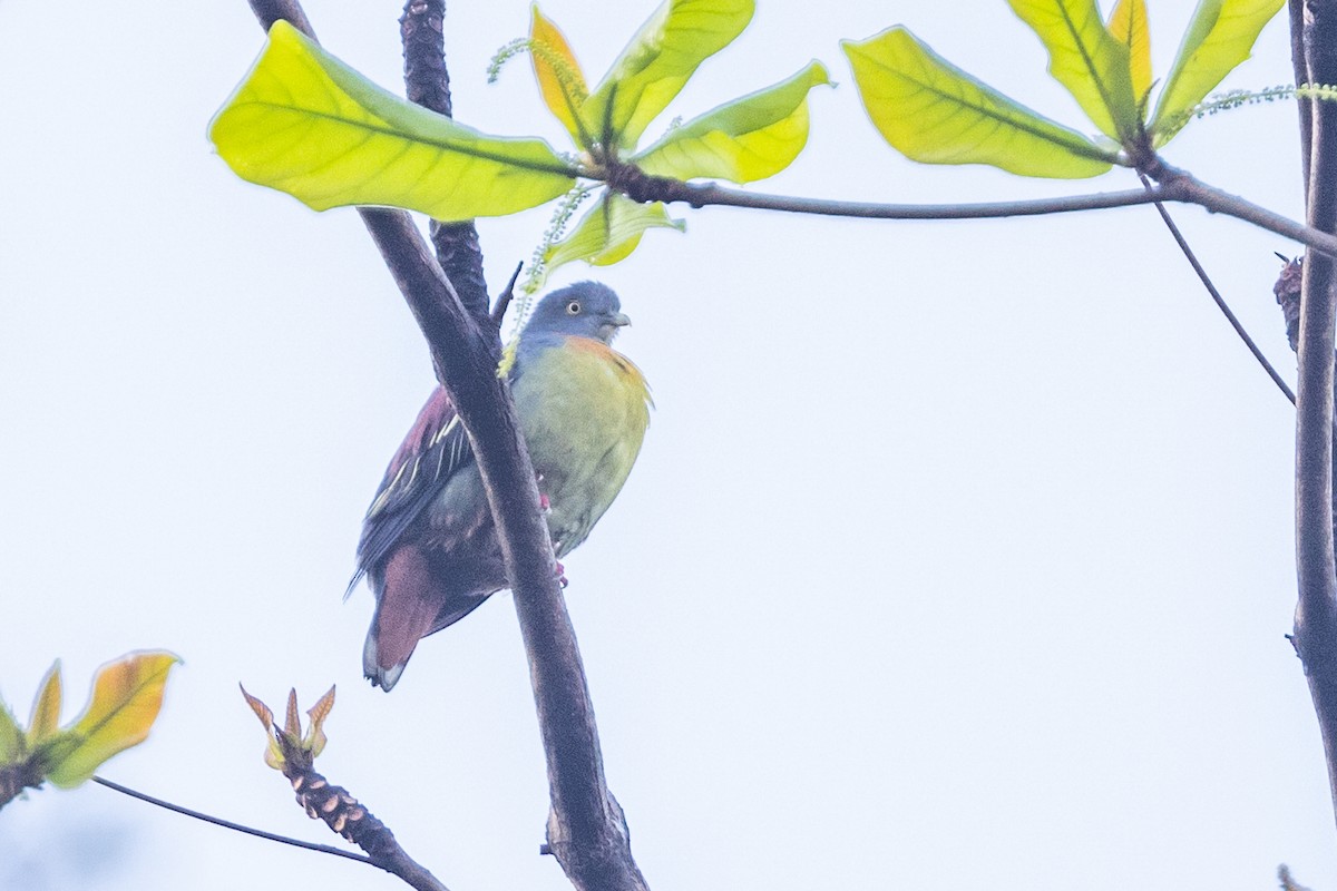 Little Green-Pigeon - ML614987289