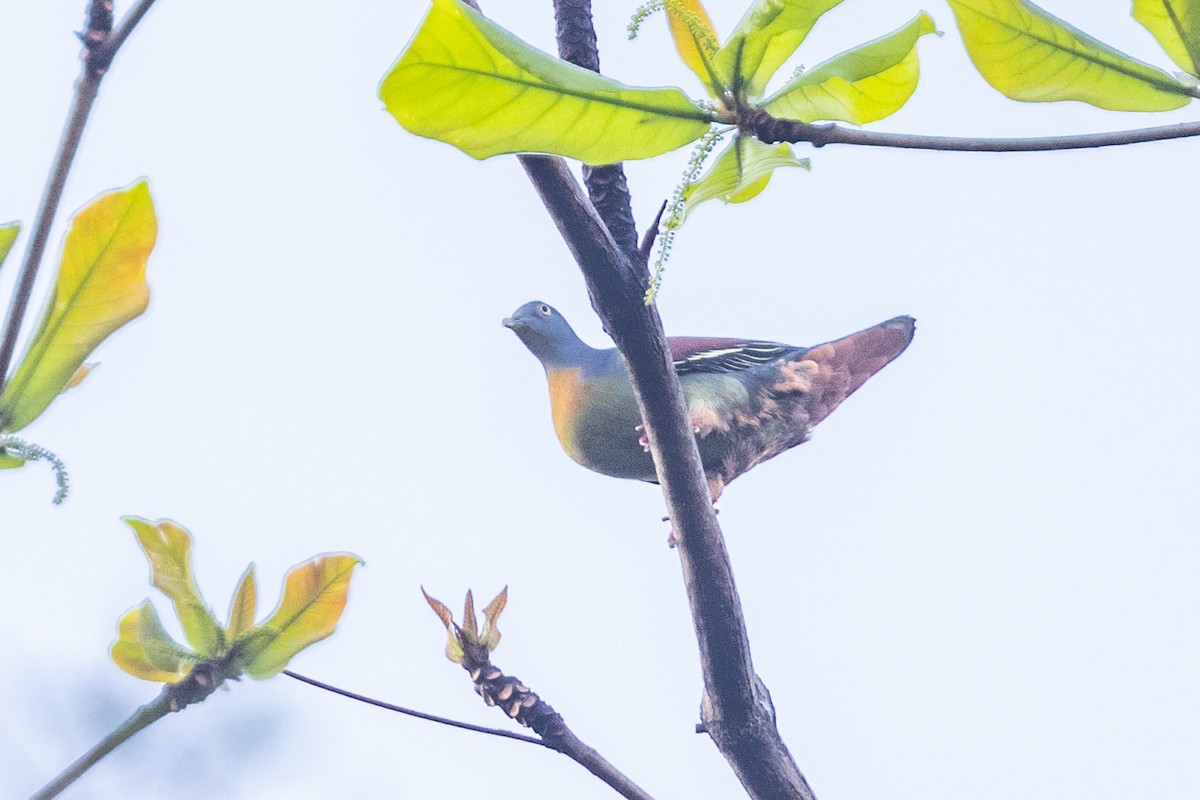 Little Green-Pigeon - ML614987290