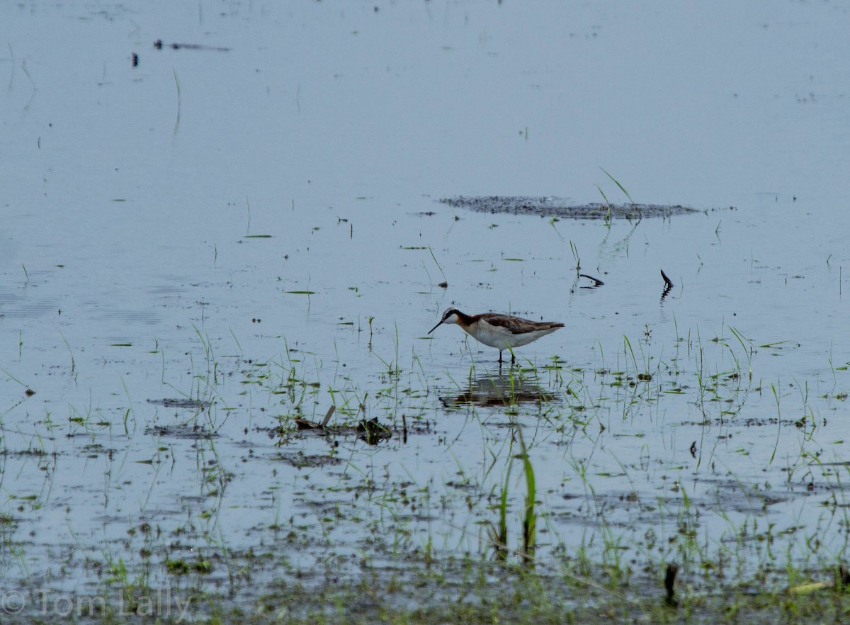 Wilson's Phalarope - ML61498731