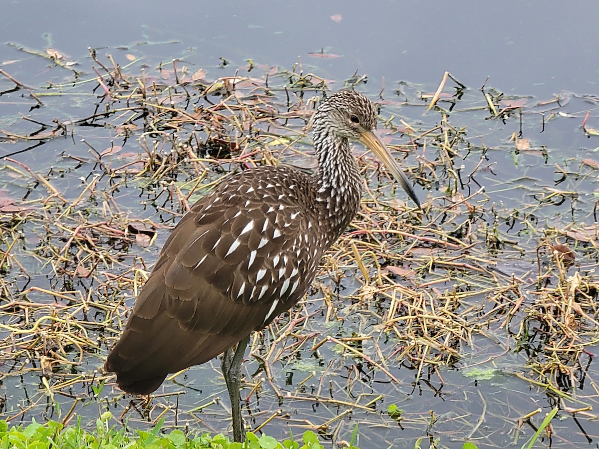 Limpkin - ML614987351