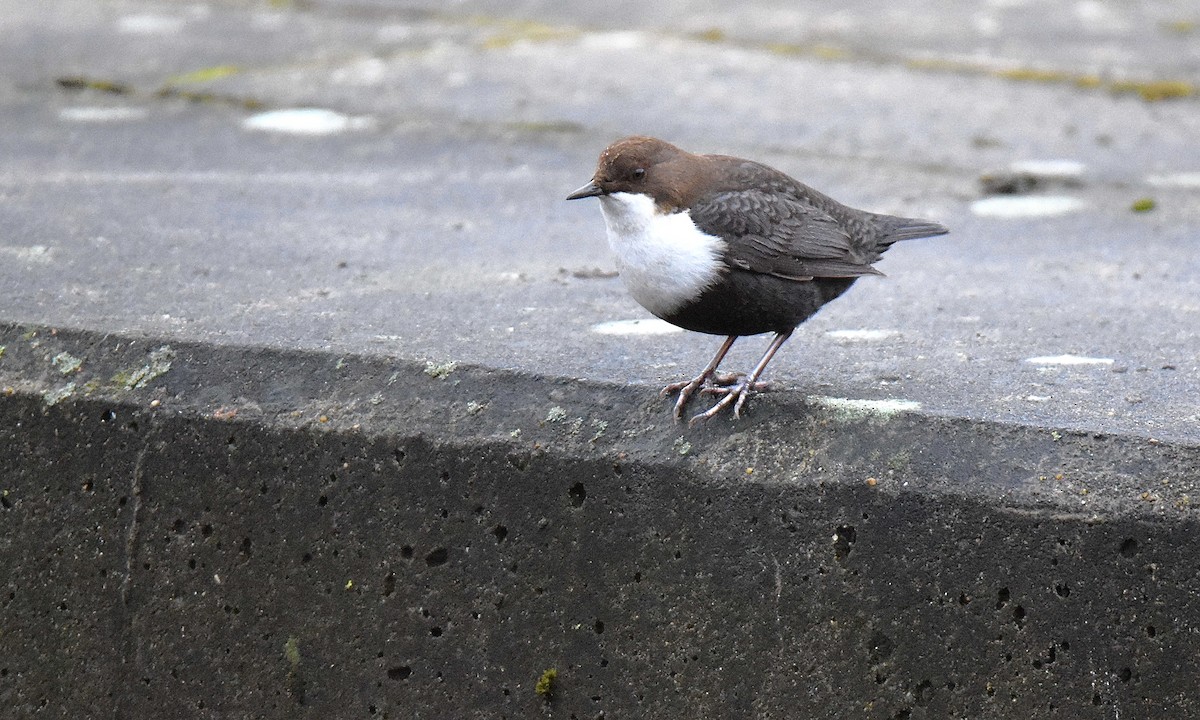 White-throated Dipper - ML614987362