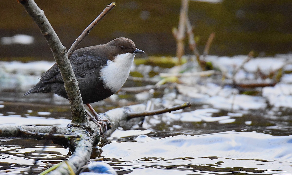 White-throated Dipper - ML614987364