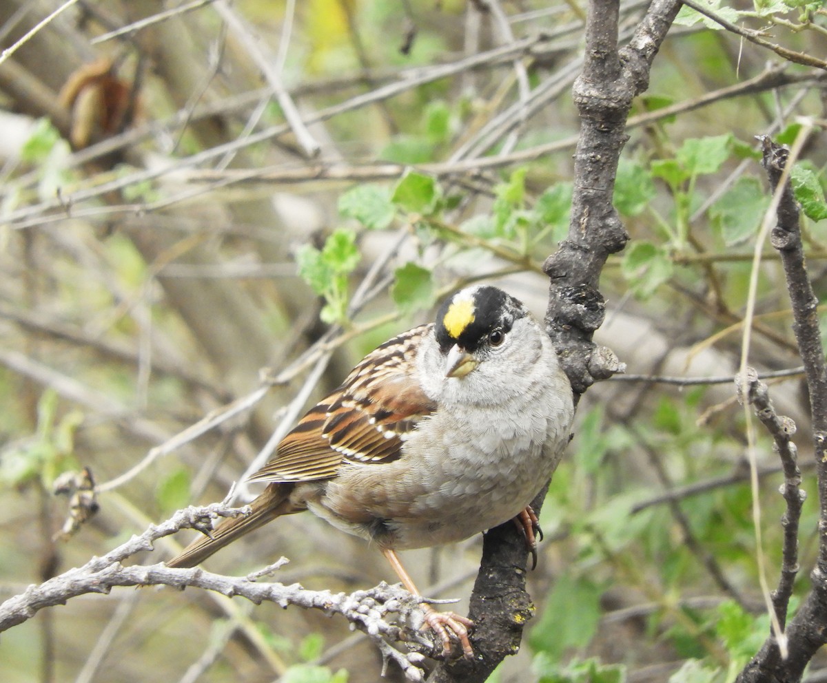 Golden-crowned Sparrow - ML614987374