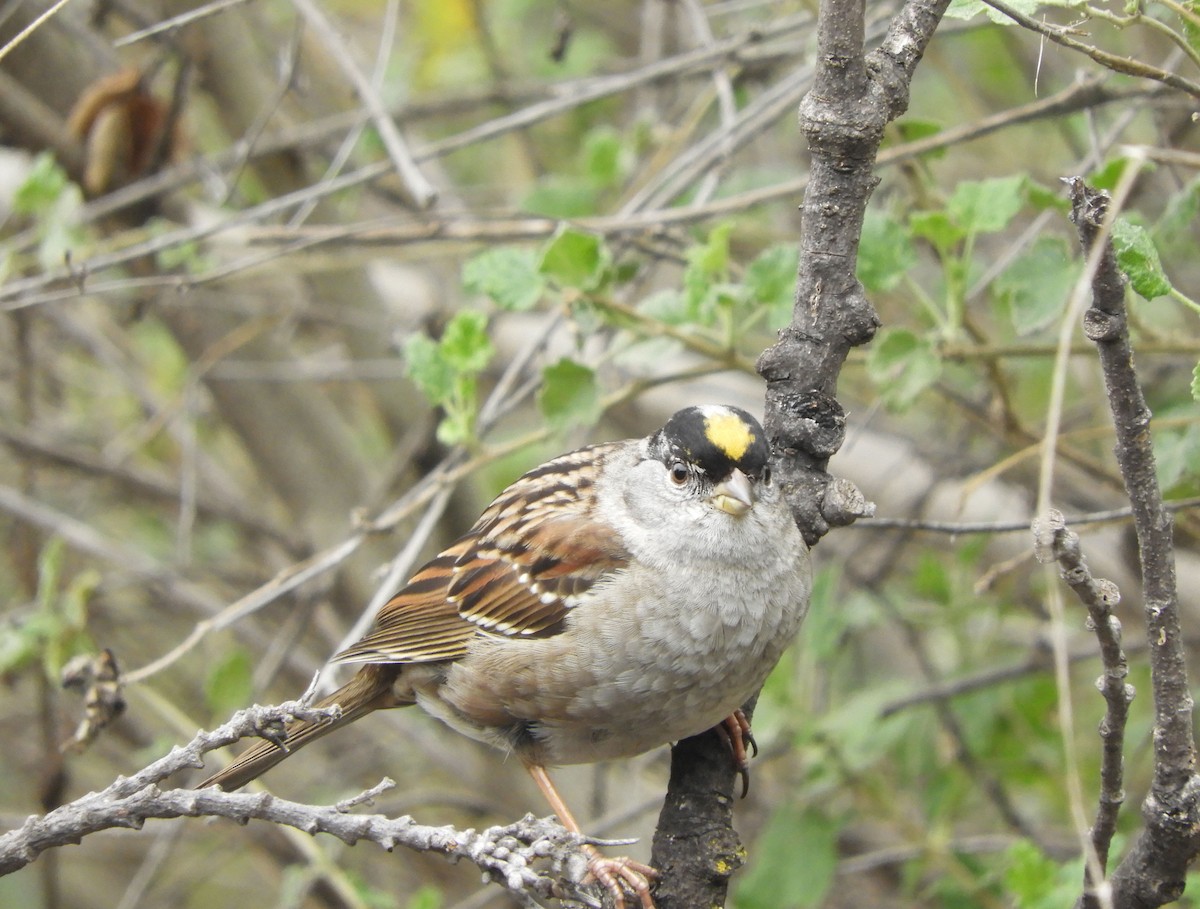 Golden-crowned Sparrow - ML614987382