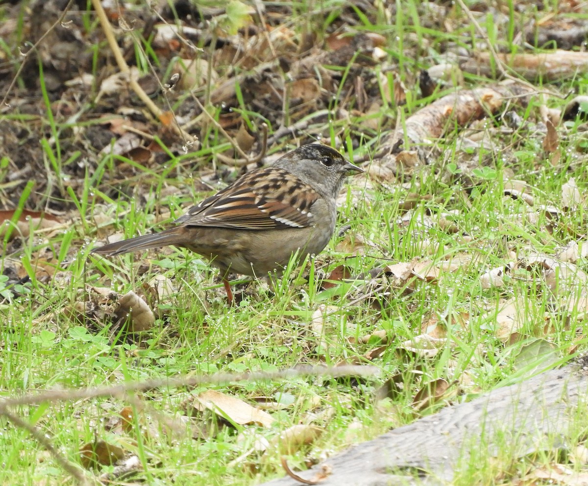 Golden-crowned Sparrow - ML614987399