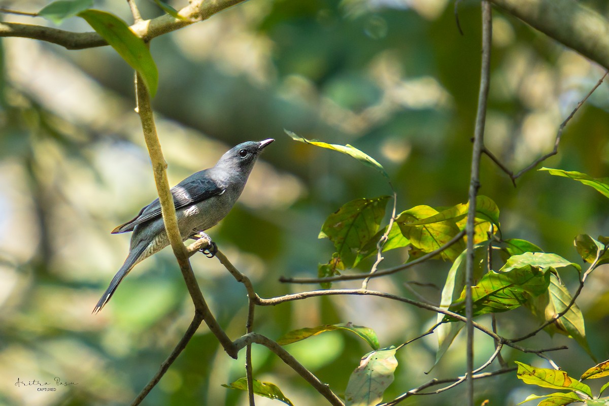 Black-winged Cuckooshrike - ML614987416