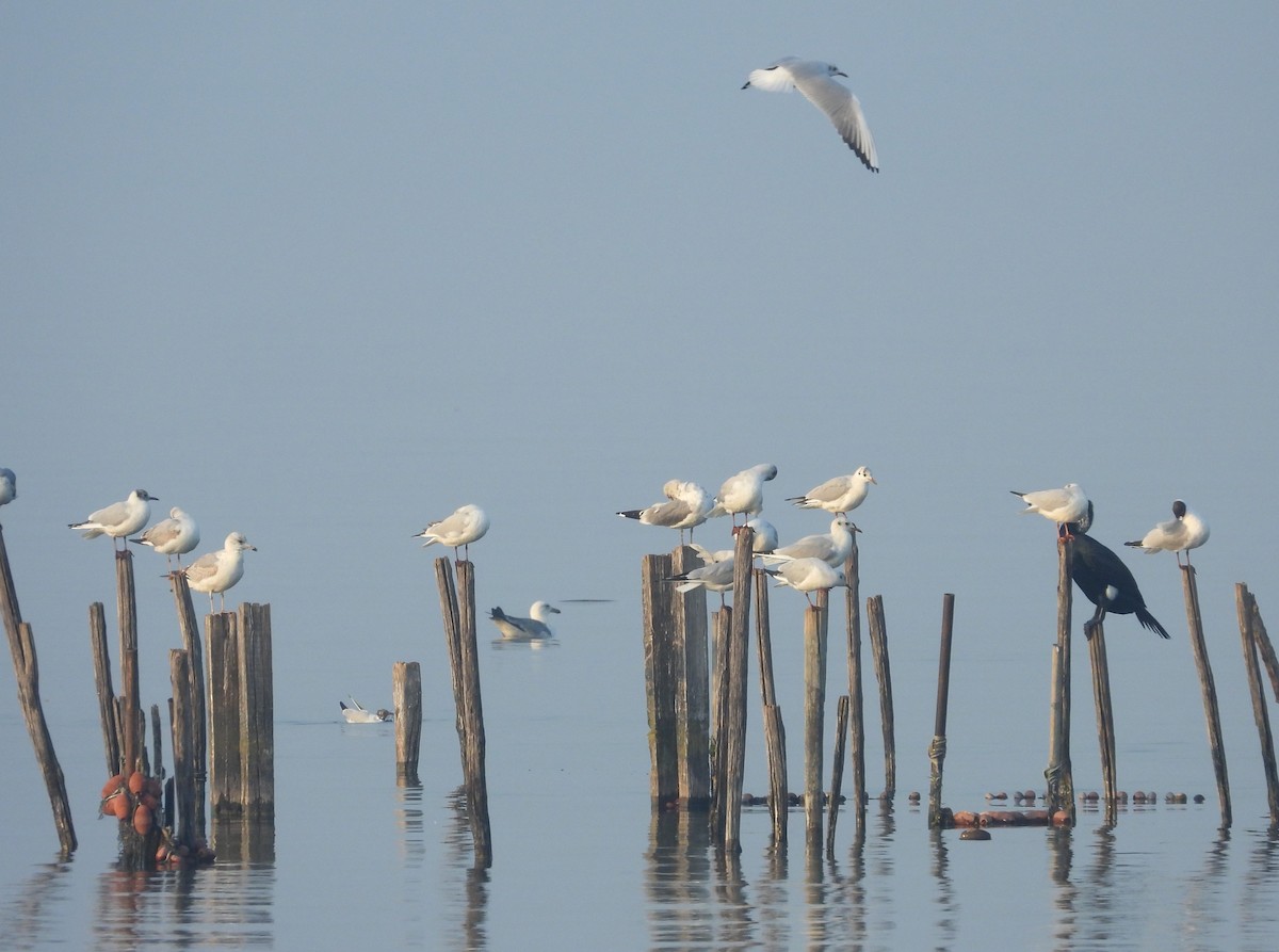 Black-headed Gull - Francesco Barberini