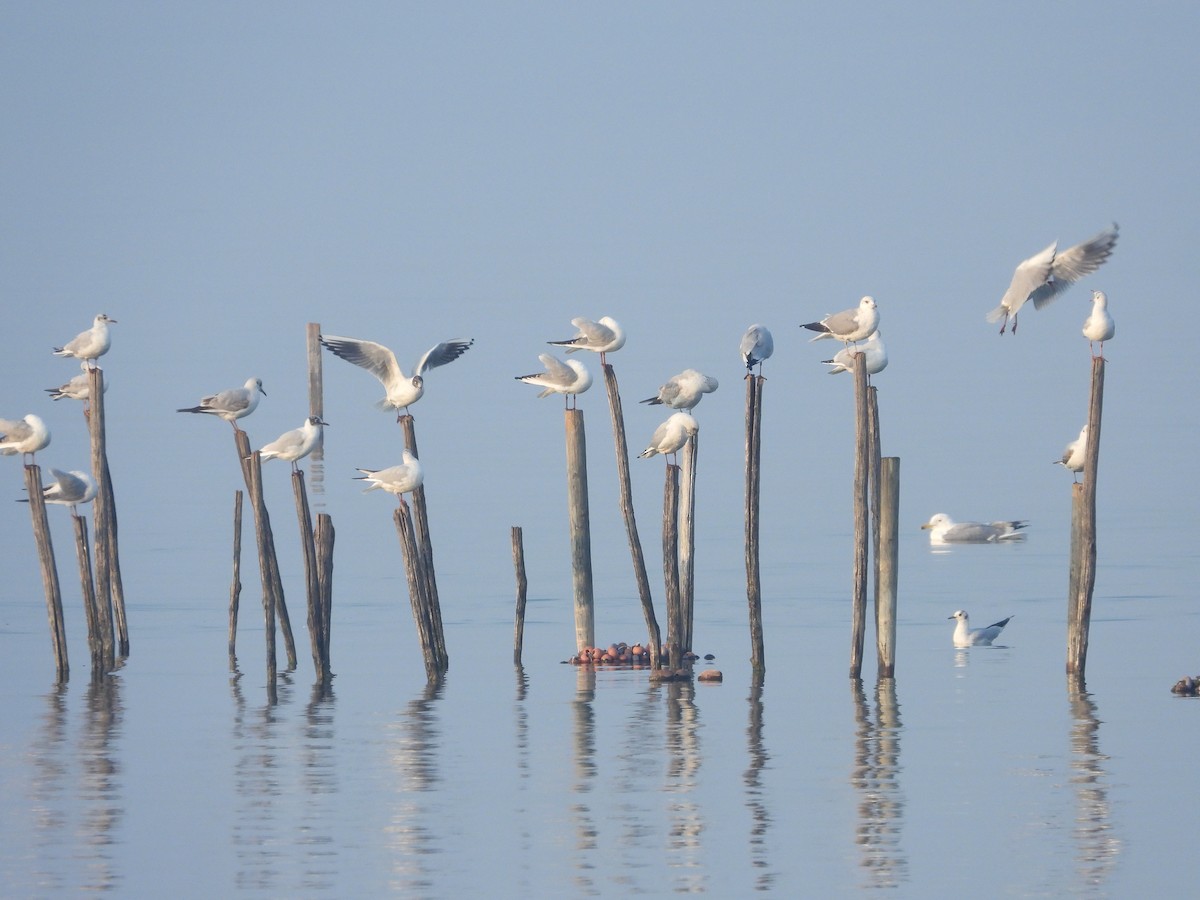 Black-headed Gull - Francesco Barberini