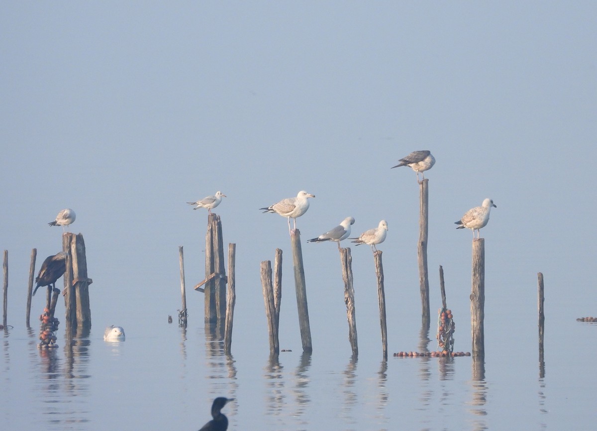 Black-headed Gull - Francesco Barberini