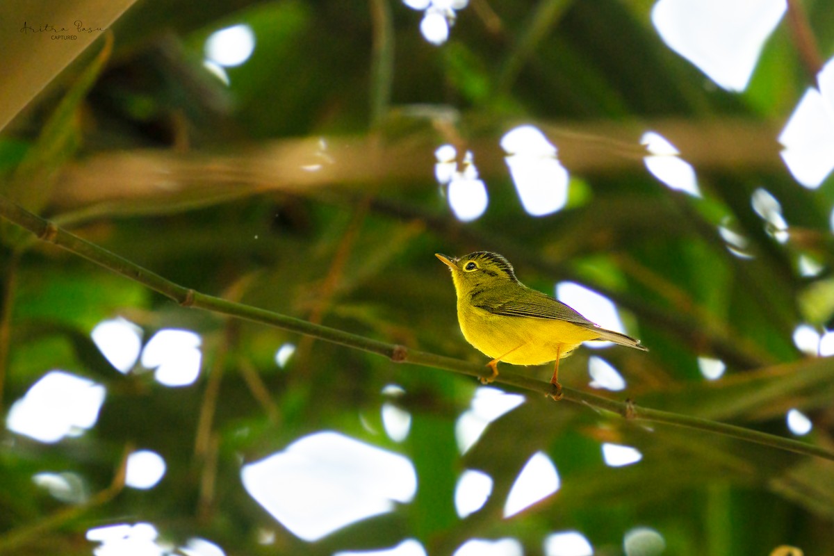 Green-crowned Warbler - ML614987448