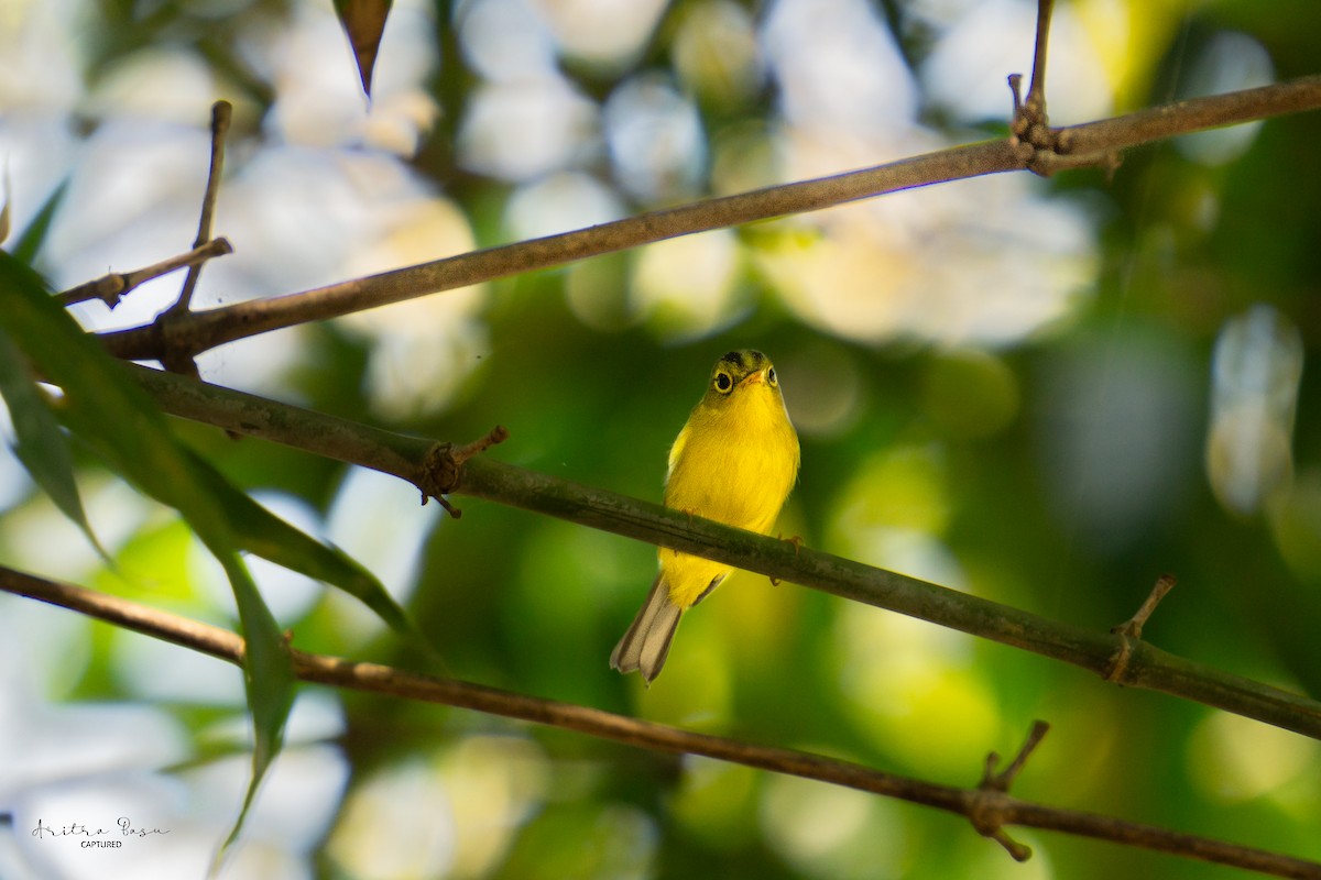 Green-crowned Warbler - ML614987449