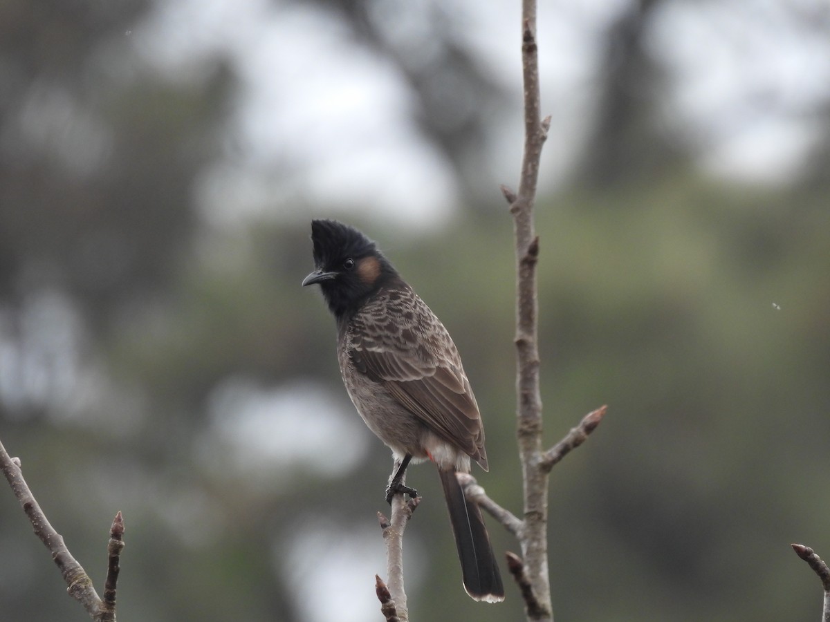 Red-vented Bulbul - ML614987468