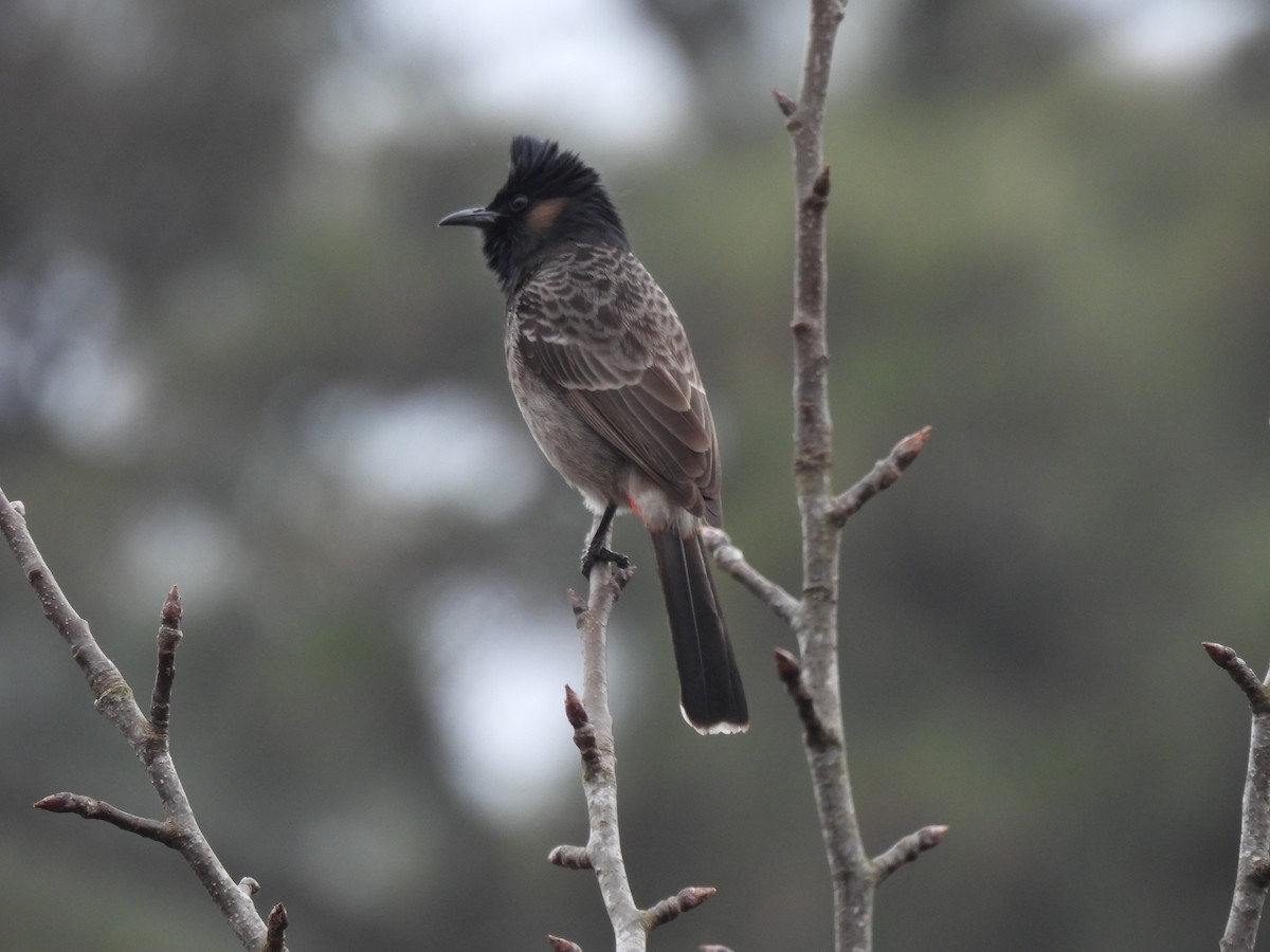 Red-vented Bulbul - ML614987469